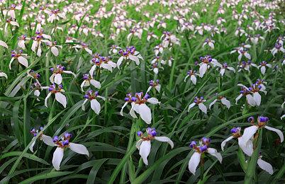 手游《Apex英雄 移动版》新预告 独占英雄“昲影”揭晓